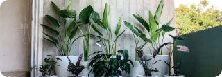 Vivero, macetas y jardinería